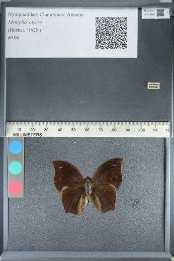 Media type: image;   Entomology 164885